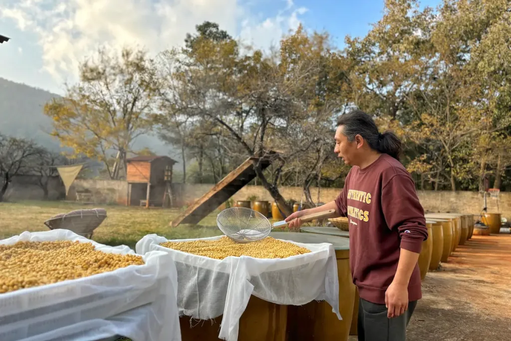 A traditional soy sauce artisan cooling boiled soybeans in a natural setting.