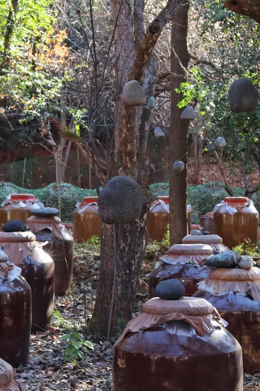 An ancient pear forest with large pottery vessels used for fermenting pear juice.