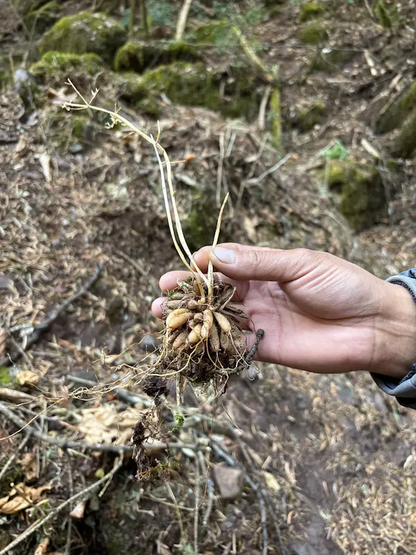Lisu guide showing a foraged wild root in the forest outside Lijiang, Yunnan