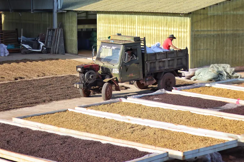 Two villagers in a small Chinese walking tractor truck with sheets of coffee beans being dried.