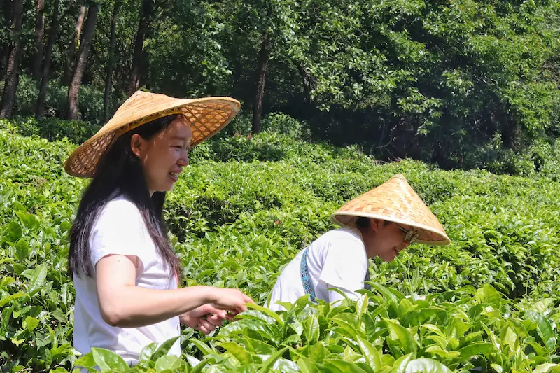 Two women picking fresh tea leaves with a forest in the background.
