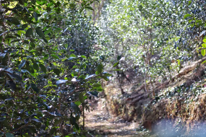 Forest trail through the tea mountains around Yiwu, Yunnan
