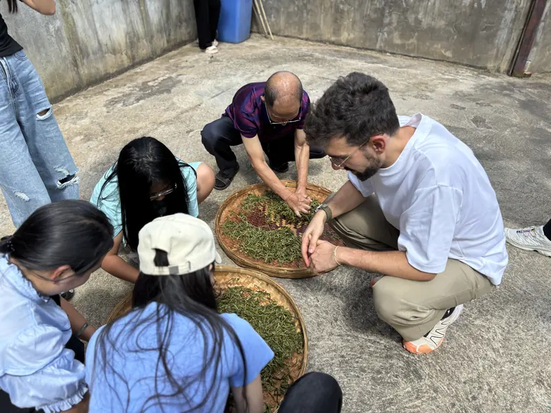 A local tea family and guests making tea by hand on the ground after picking