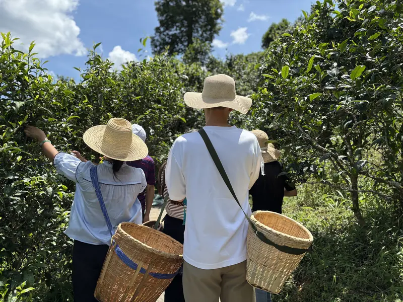 Visitors picking tea leaves with baskets at an ancient tea plantation in Baoshan