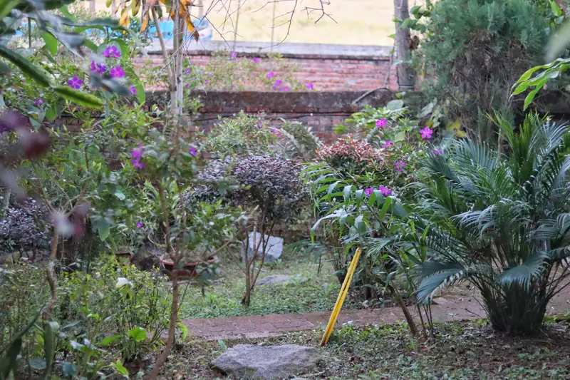 Garden at a Bulang family eco-lodge in the hills of Menghai