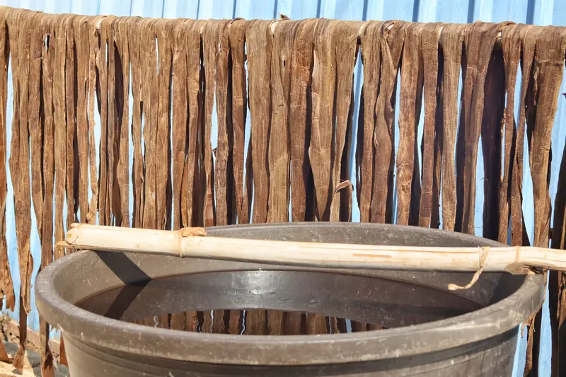 Strips of paper mulberry bark soaking and drying for traditional Dai papermaking in Menghai