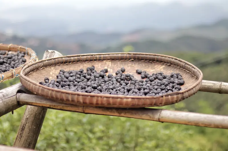 De'ang sour tea, naturally fermented and drying on a round bamboo tray