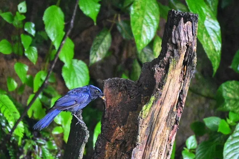 A bright blue bird on a tree trunk during birdwatching in the Gaoligong forest