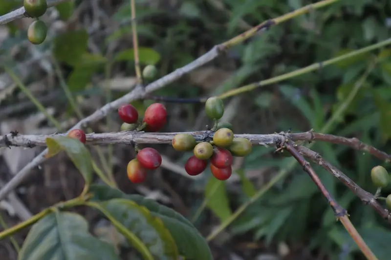Ripe red coffee cherries growing on a branch at a Gaoligong coffee plantation