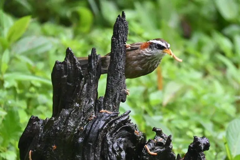 A forest bird perched on a mossy stump in the Gaoligong Mountains, Yunnan