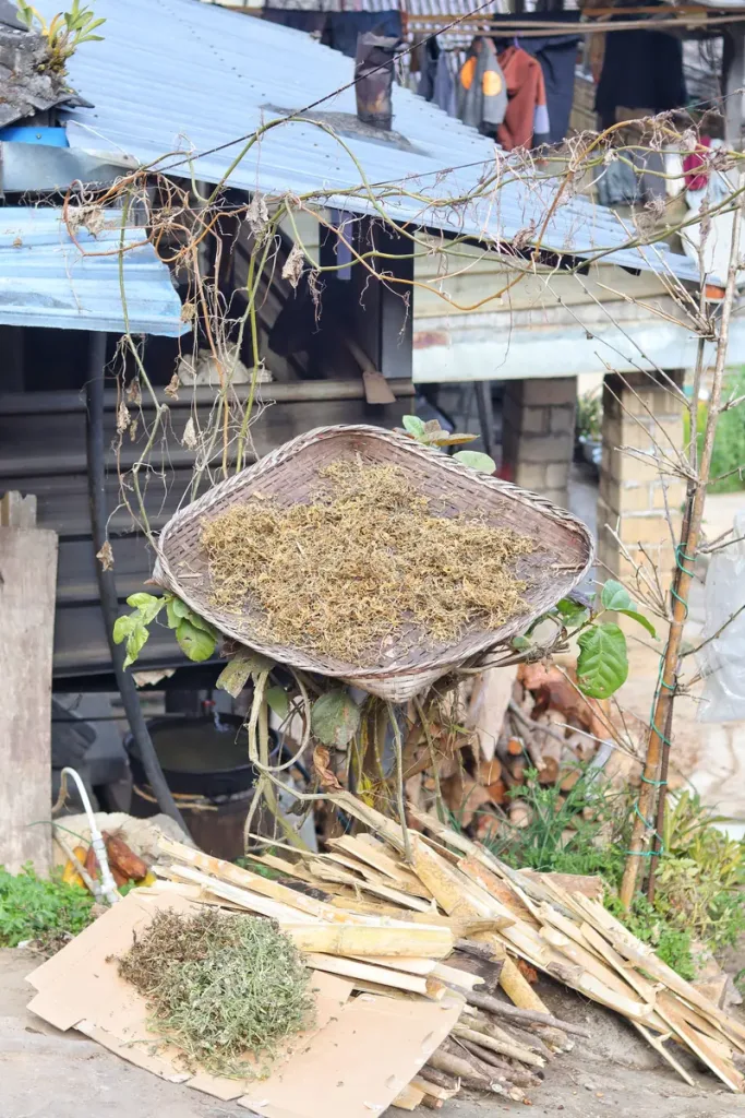 Herbs drying outside a village house on Jingmai Mountain