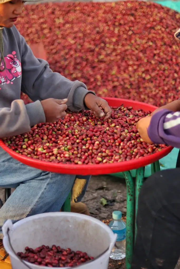 Hand-sorting ripe red coffee cherries at a specialty farm in Menglian