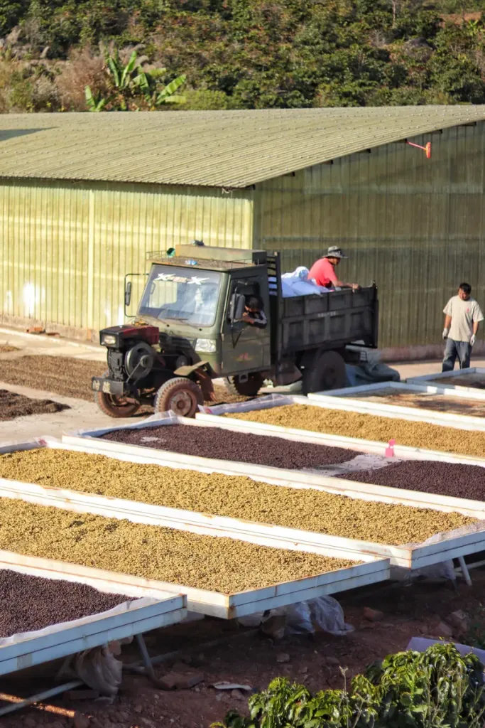 Specialty coffee farm with drying beds in Menglian, Pu'er