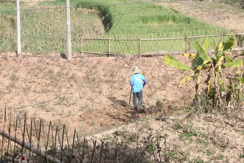 Farmer tending terraced vegetable beds at an organic farm in Ning'er