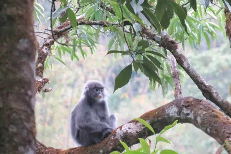 A Phayre's langur perched on a branch in Mangxinghe Nature Reserve, Yunnan