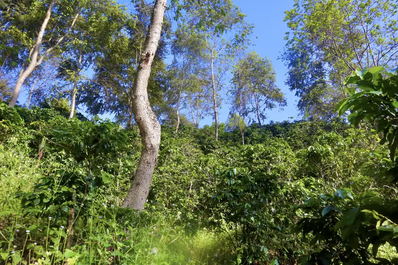 Forested hillside of a specialty coffee farm in Pu'er, Yunnan