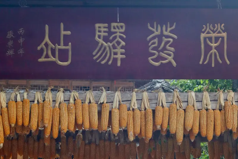 Corn cobs hung out to dry at a rural village in Pu'er, Yunnan