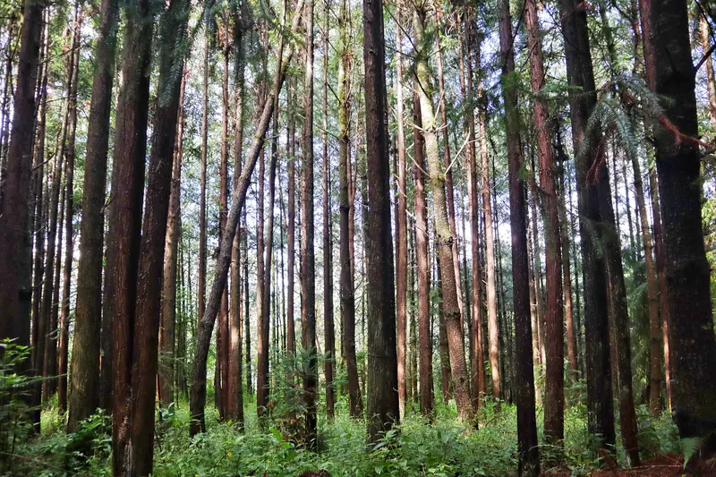 Hiking trail through tall, straight trees on the way up the Daoist mountain in Tengchong