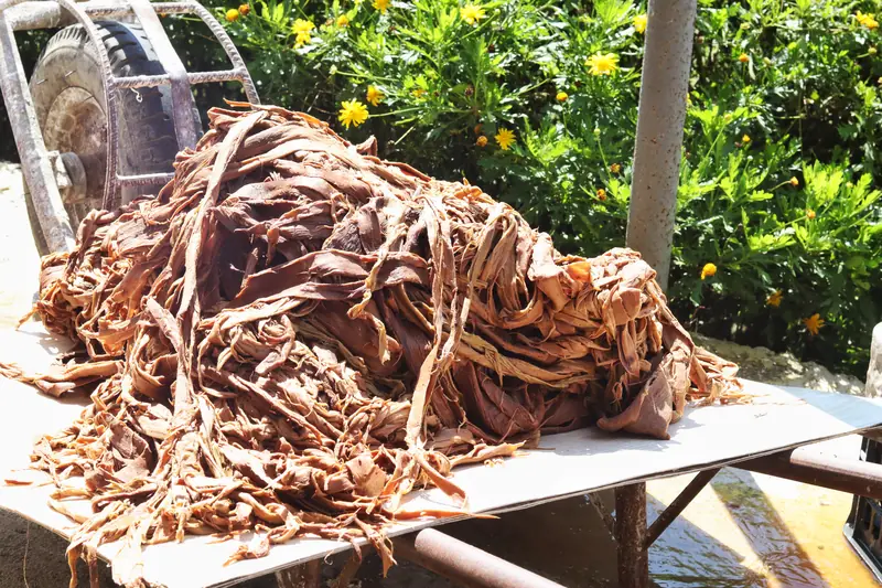 Mulberry bark fibers drying in the sun, the raw material for handmade paper