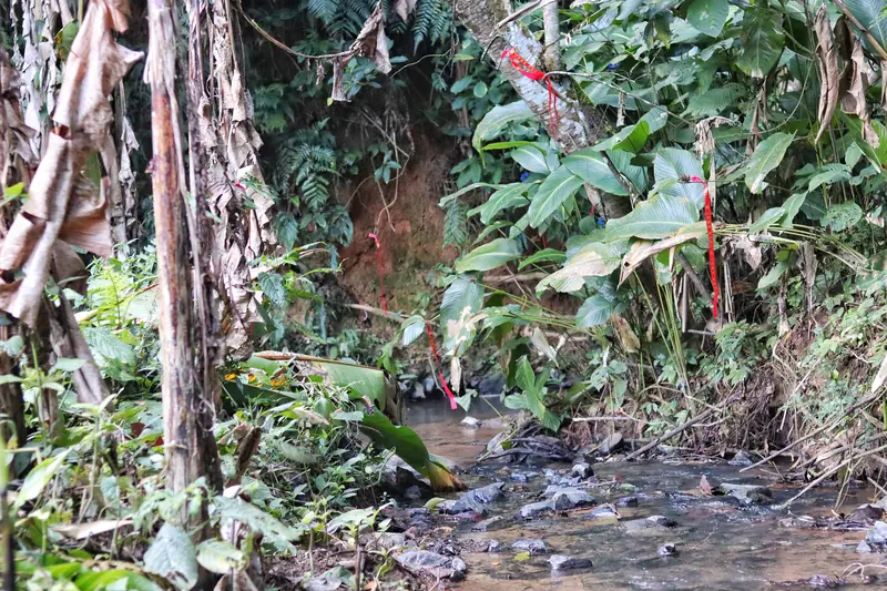 Dense subtropical rainforest foliage in southern Yunnan