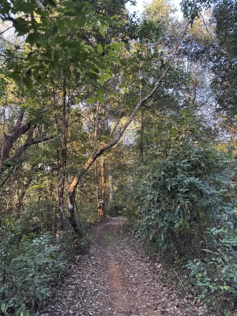 Forest trail through the tea mountains around Yiwu, Yunnan