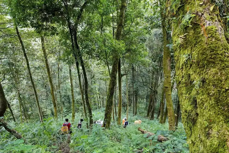 A group of walkers among moss-covered ancient trees in an old-growth Yunnan tea forest