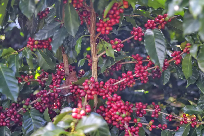 Ripe red Arabica coffee cherries clustered on branches at a Yunnan highland coffee farm