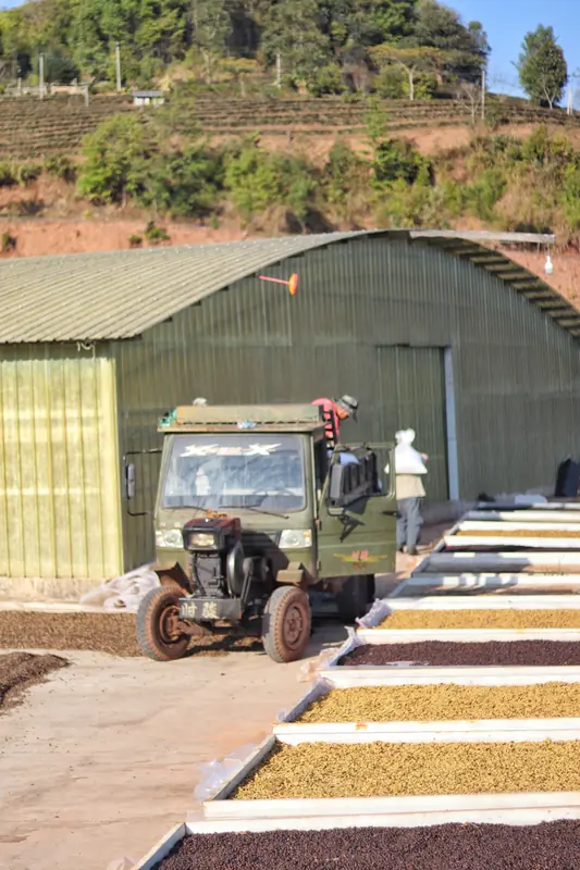 Coffee beans drying on outdoor beds at a Yunnan processing facility with terraced farms on the hillside