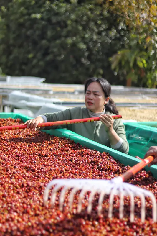 Coffee beans drying on outdoor beds at a Yunnan processing facility with terraced farms on the hillside
