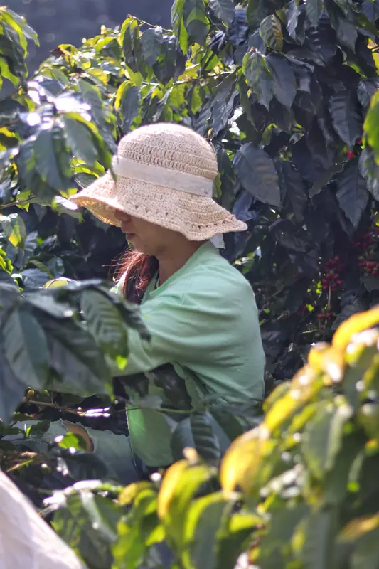 Woman in straw hat hand-picking ripe coffee cherries from shrubs at a Yunnan coffee farm