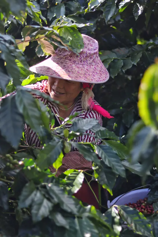 Farmer smiling while hand-picking ripe coffee cherries in a Yunnan highland coffee plantation