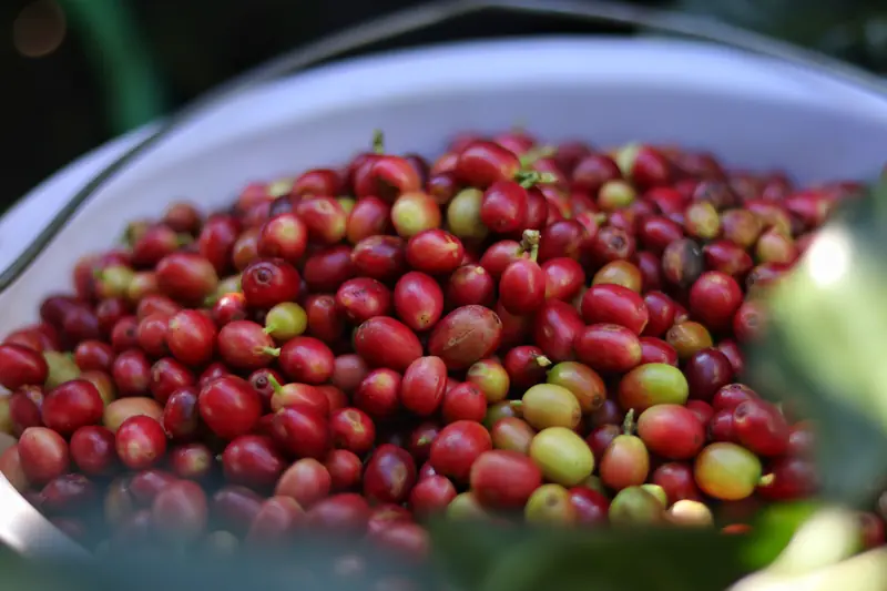 Bowl overflowing with freshly harvested Arabica coffee cherries at a Yunnan specialty coffee farm