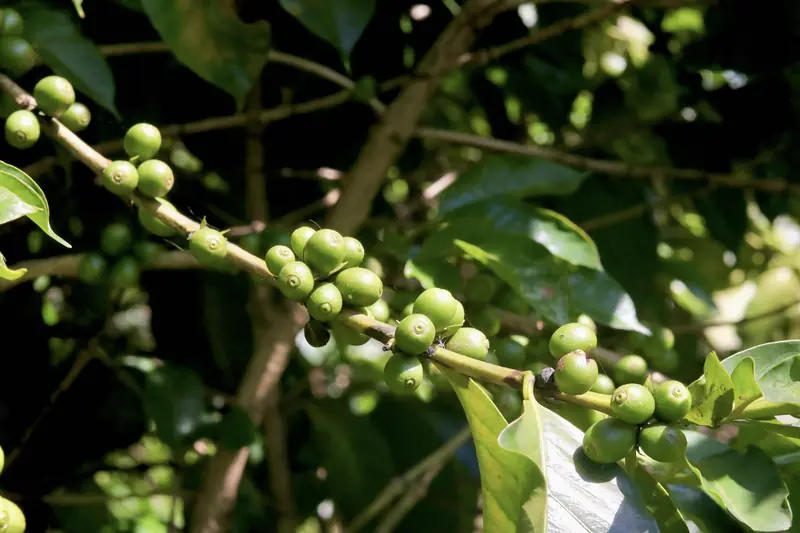 Green unripe coffee cherries growing on a branch at a Yunnan coffee farm