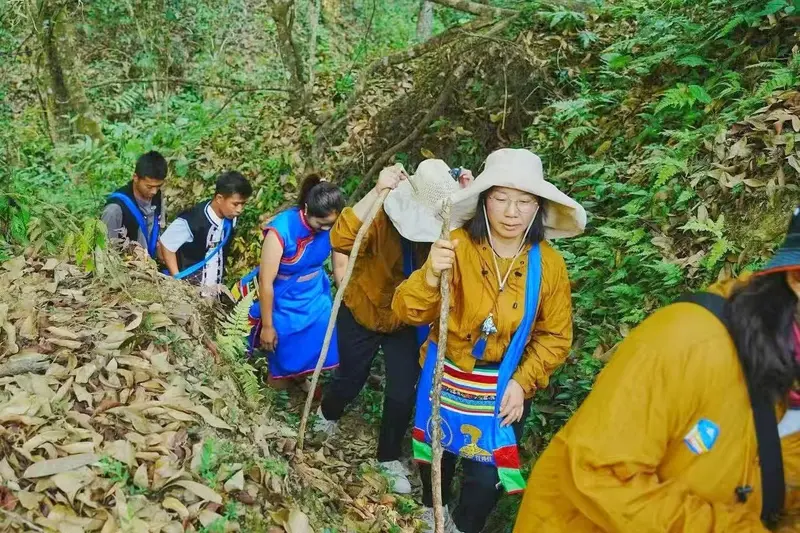 Guided group hiking up a steep forest trail to ancient tea trees in Yunnan