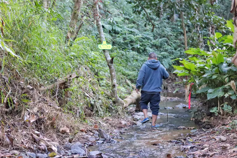 Hiker crossing a stream on a rainforest trail through an ancient tea mountain