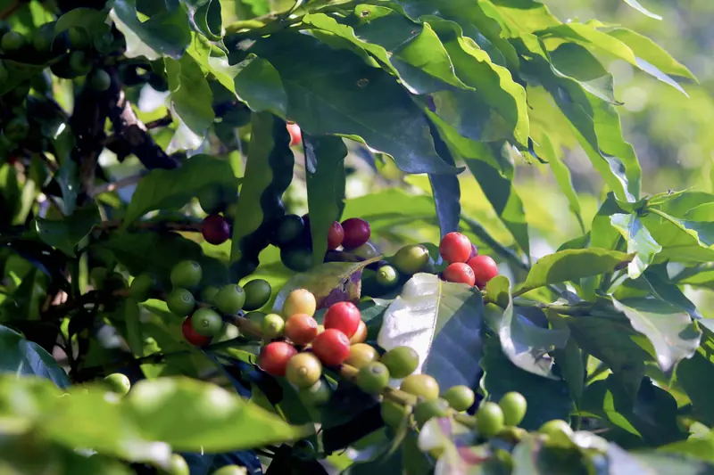 Ripe red coffee cherries on the tree at a specialty coffee farm in Pu'er