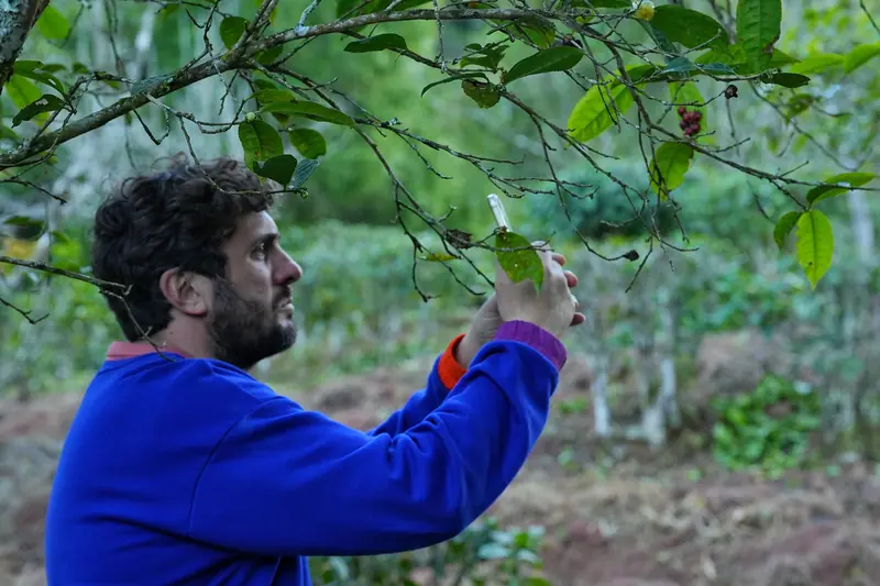 Tourist photographing tea tree leaves with a phone in a Yunnan ancient tea garden