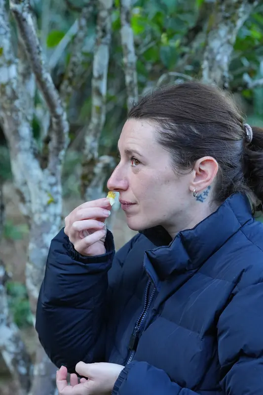 Visitor smelling a tea flower beside an ancient tea tree in Yunnan