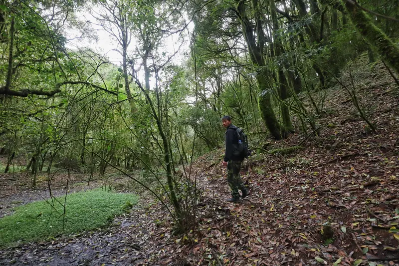 A guide leads a forest hiking trail in the Ailao Mountains.