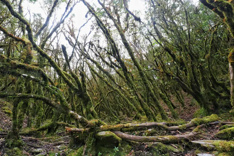 Moss-covered trees line a preserved forest trail in the Ailao Mountains.