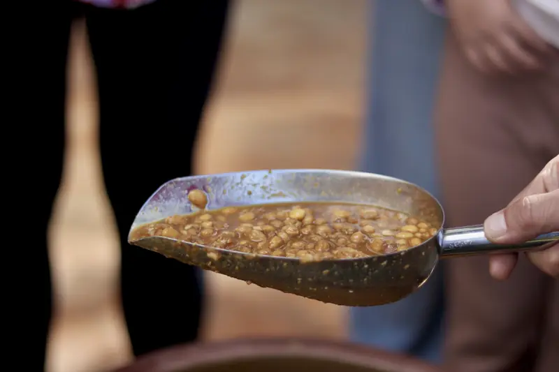 Close-up of fermented soybean paste, traditional soy sauce making in Yunnan