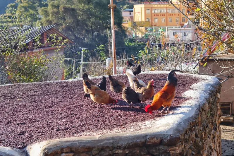 Chickens roam a rooftop where crops dry in the fossil-stone village.