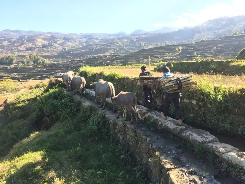 Farmers lead water buffalo across a stone bridge through the rice terraces.