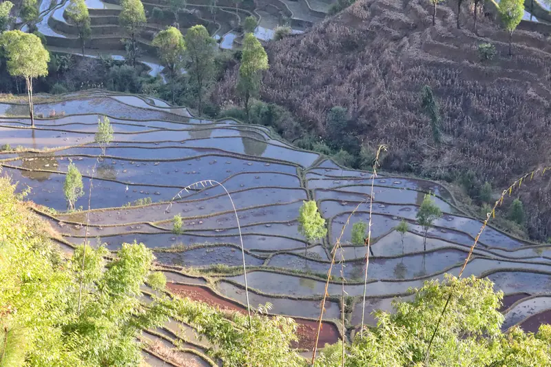 Layered rice terrace fields built by Hani farmers in Honghe.