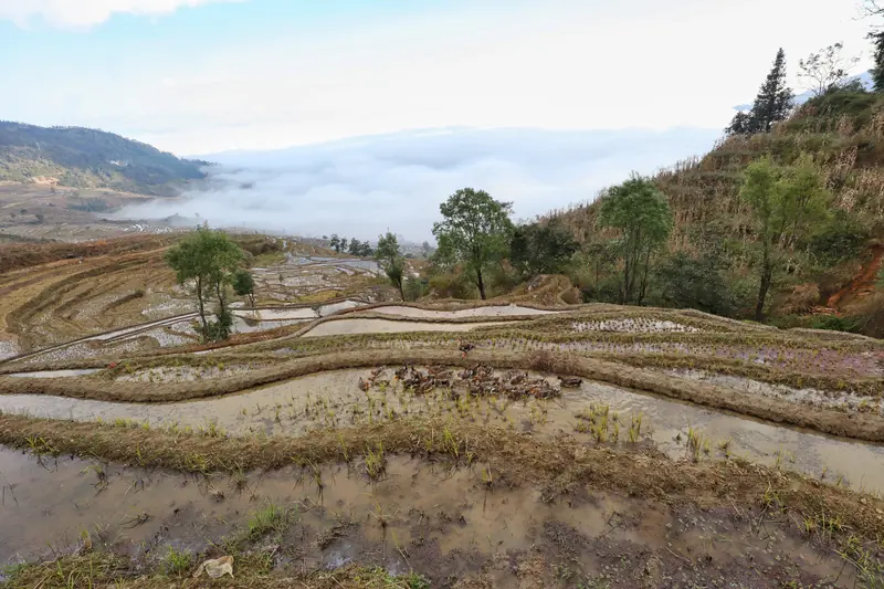 Mist settles over the rice terraces of the Honghe region.
