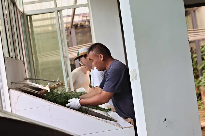 Guests helping process fresh tea leaves at a tea farm in Xishuangbanna