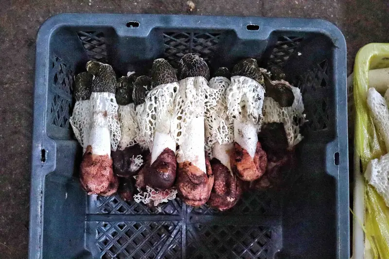 Bamboo fungus with white net-like skirts arranged in a crate