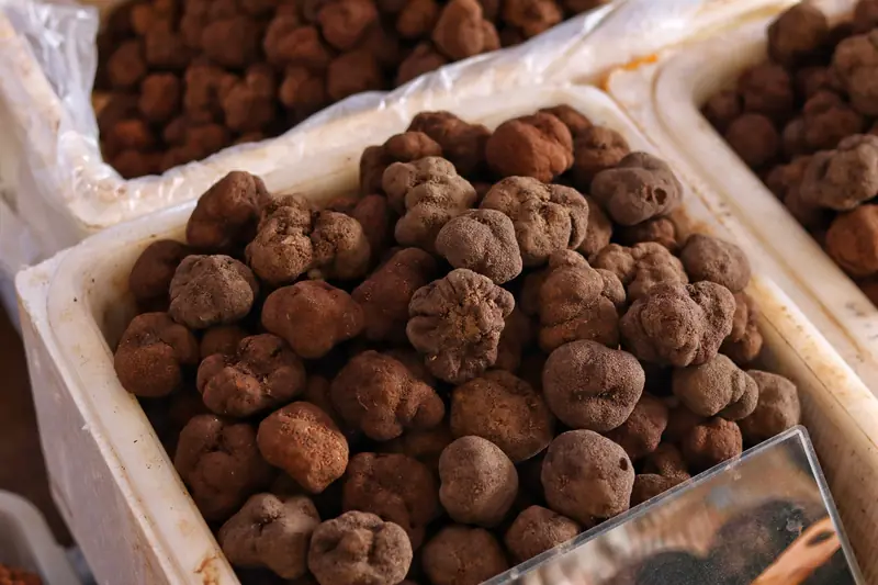 Yunnan truffles displayed in a container