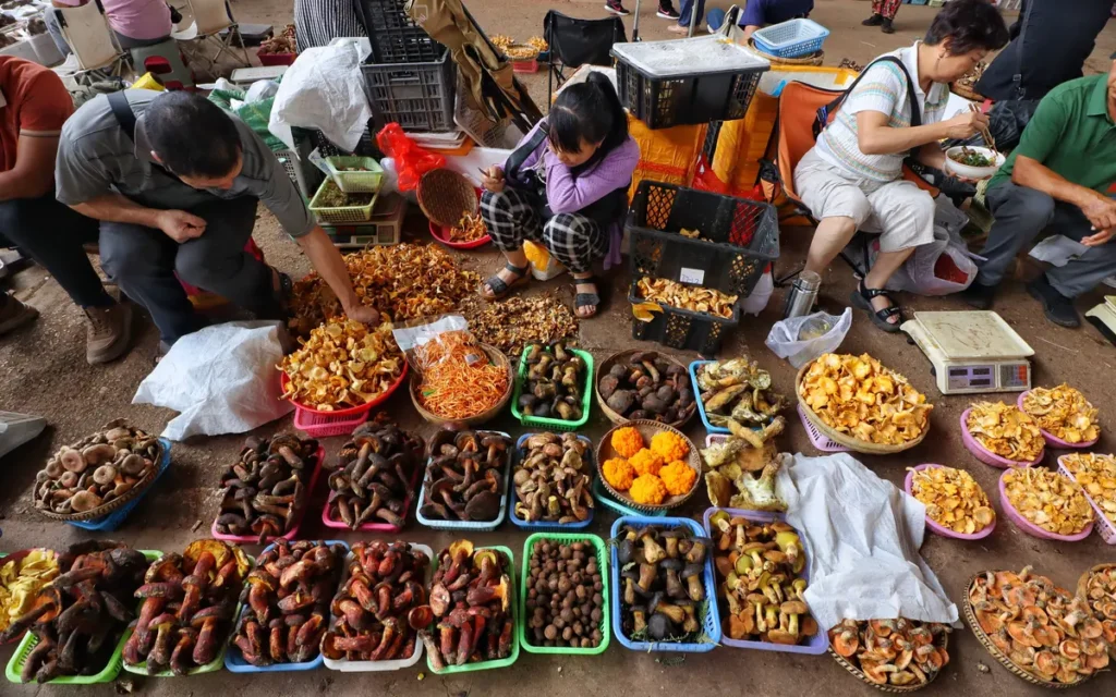 Yunnan Wild Mushrooms in the Rainy Season